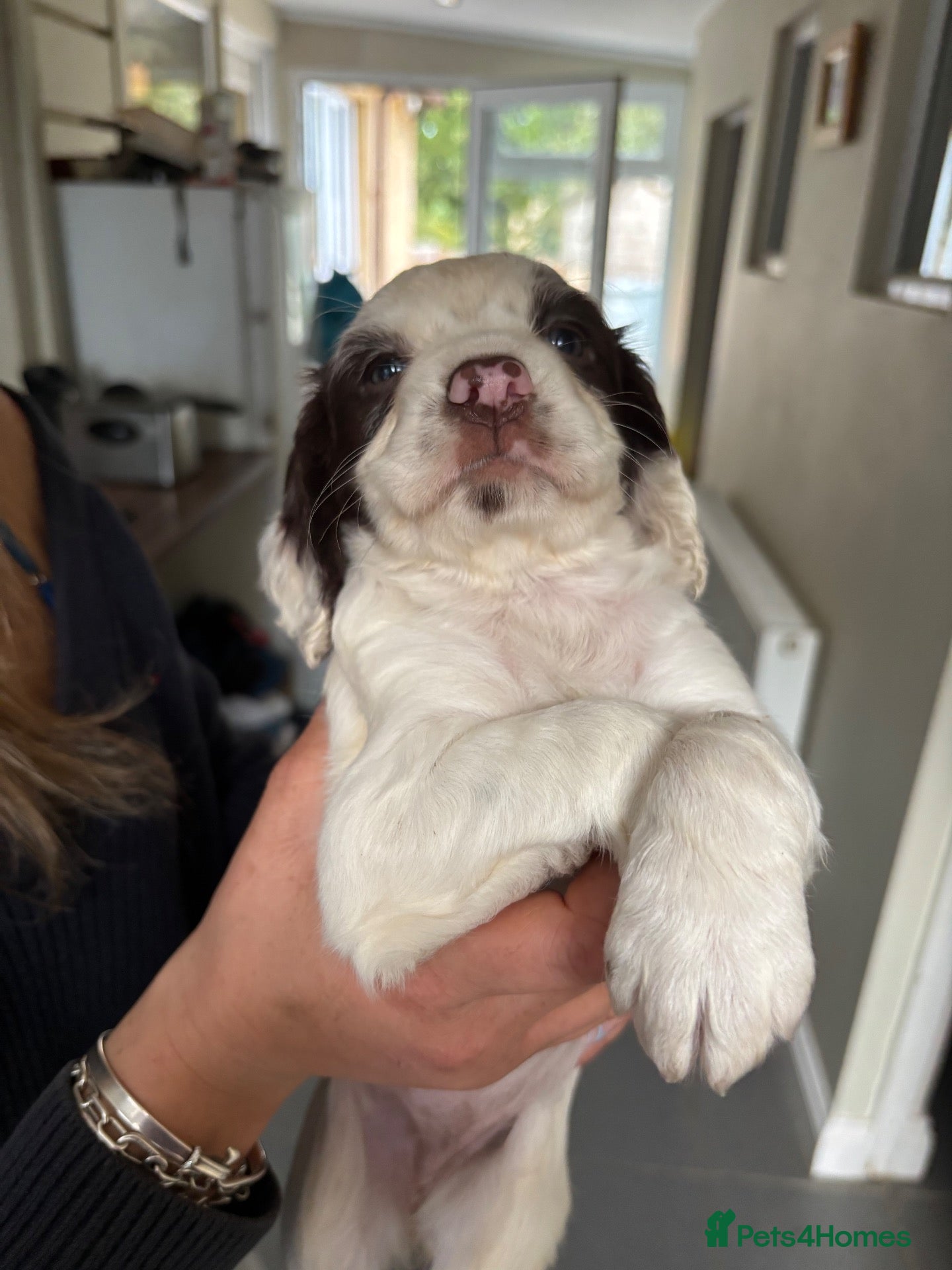 Cocker Spaniel dogs 2 working cocker spaniel pups  - Advert 1