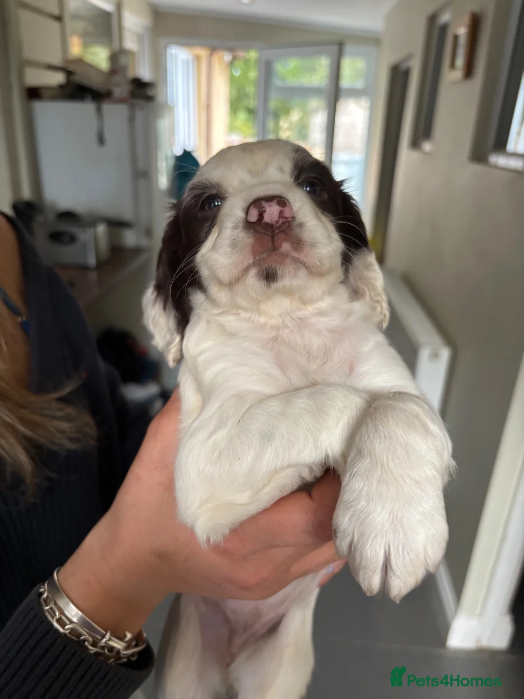 Cocker Spaniel dogs for sale: 2 working cocker spaniel pups  in Oakham - Advert 1