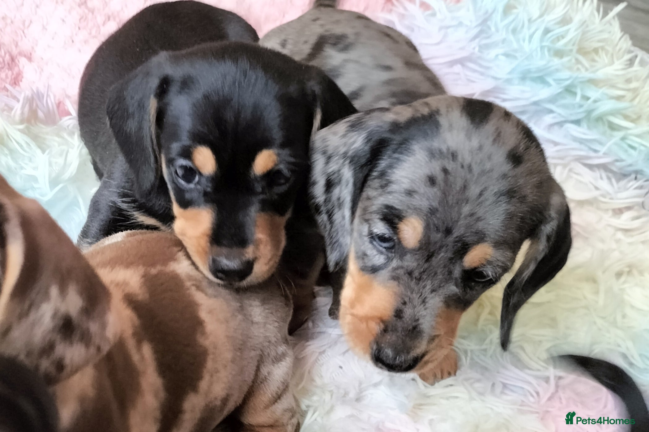 Miniature Dachshund dogs Beautiful miniature dachshunds 😊 - Advert 17