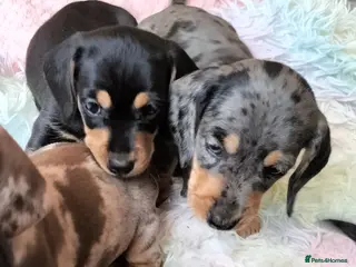 Miniature Dachshund dogs Beautiful miniature dachshunds 😊 - Advert 17