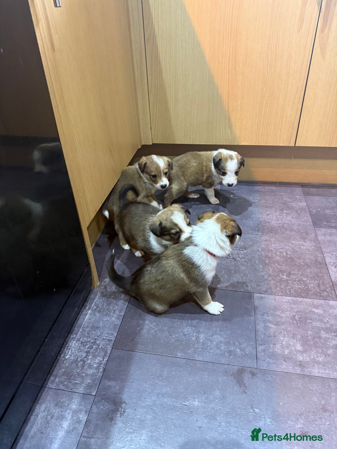 Mixed Breed dogs for sale: Border collie X Welsh collie pups - Advert 10