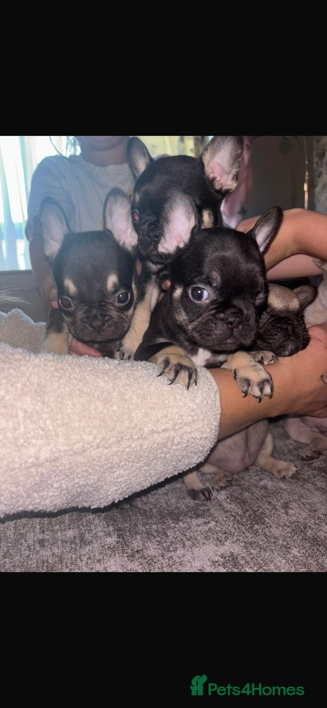 French Bulldog dogs for sale: French bulldog  - Image 5