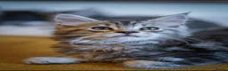 Maine Coon cats for sale:  Reduced full breed Maine coon kittens ready now  - Advert 9