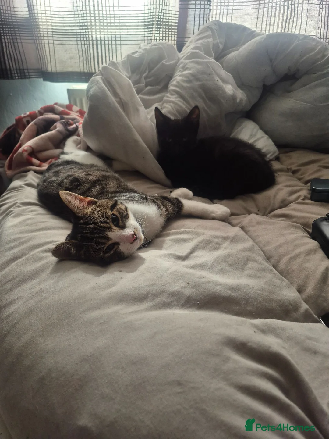 Mixed Breed cats for sale: 2 kittens - Advert 1