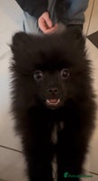 Pomeranian dogs Beautiful Black Baby Boy xx - Advert 3