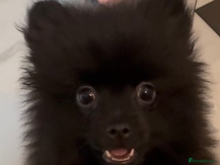 Pomeranian dogs Luv dug away for his final jab - Advert 1