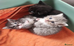 Devon Rex cats for sale: Munchkin x Devon rex  - Image 16