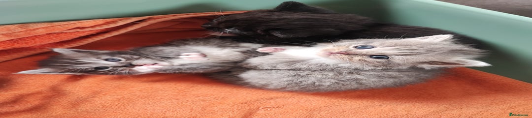 Devon Rex Kitten short legs 3