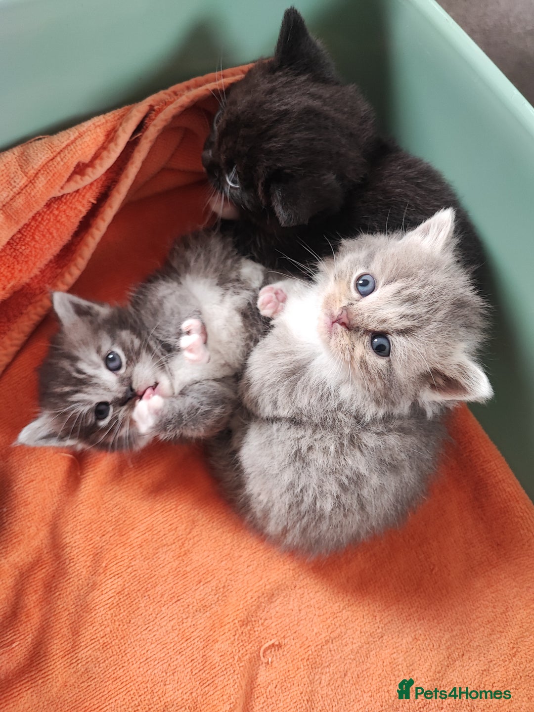 Devon Rex cats for sale: Munchkin x Devon rex  - Image 16