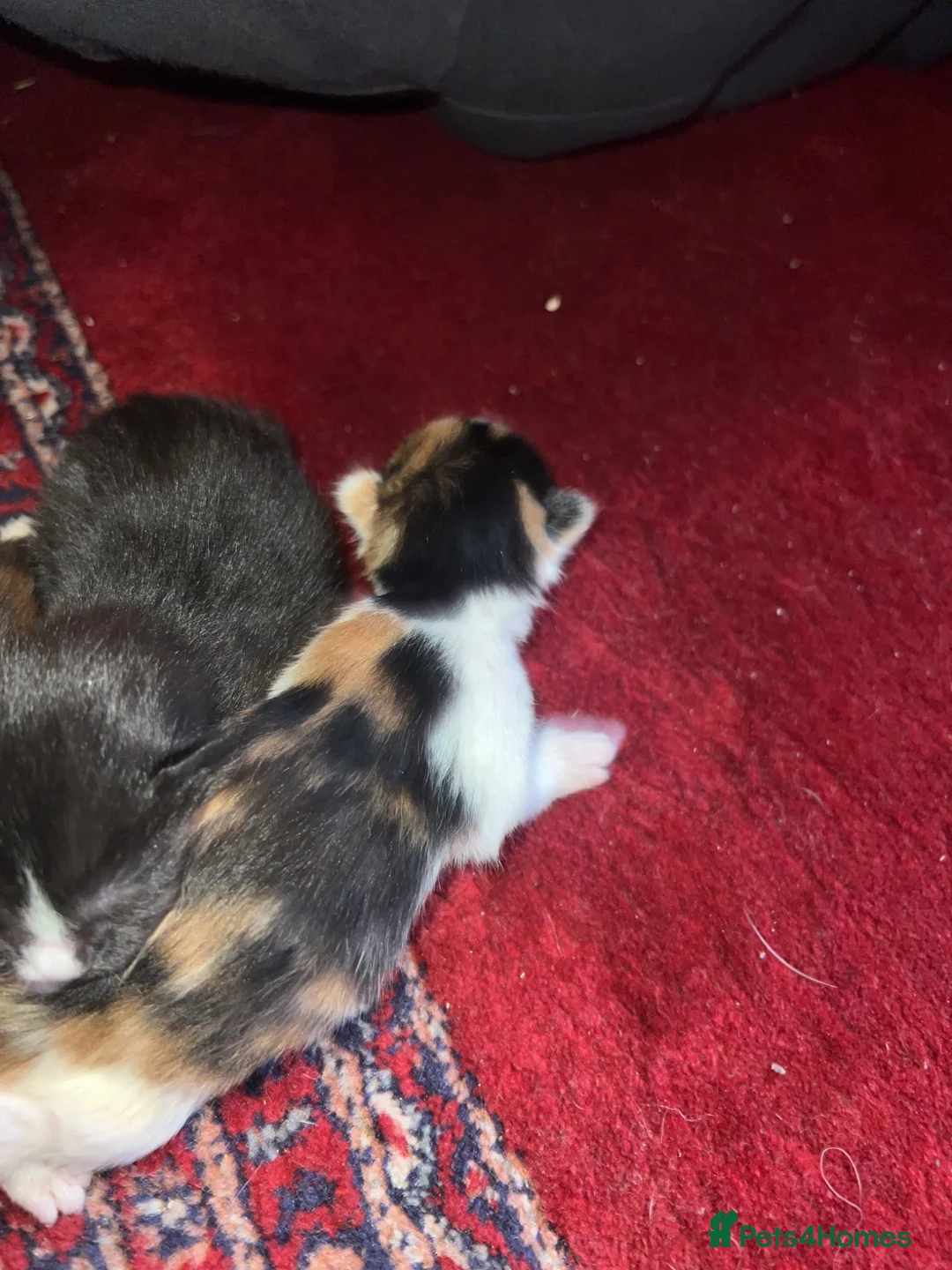 Mixed Breed cats for sale: 4 Mixed Breed Kitten Calico mum  - Advert 9