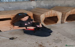 Mixed Breed dogs for adoption: Madison, 2 yrs approx. Available for adoption.. - Image 4