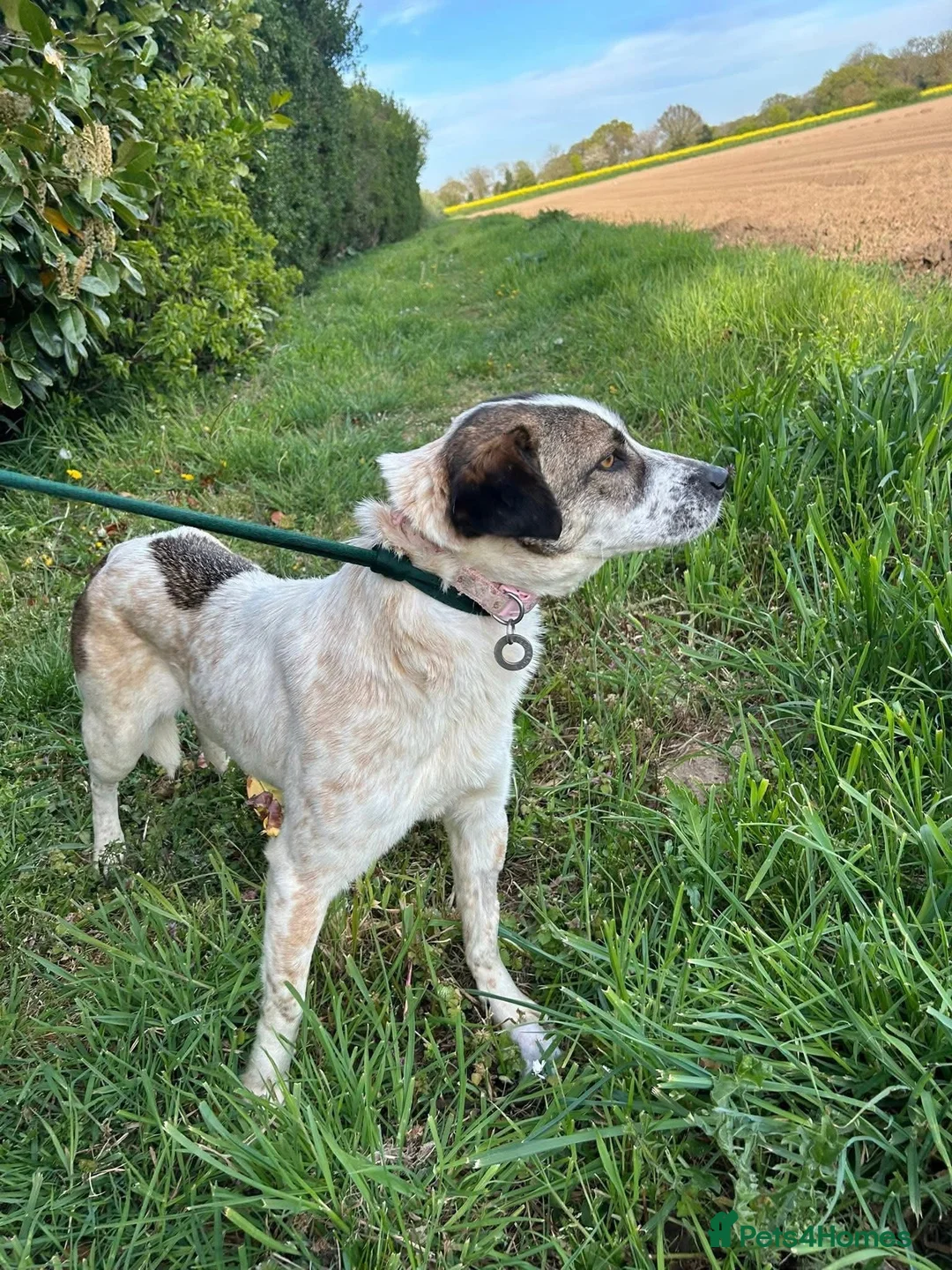 Mixed Breed dogs for adoption: Sherbet - Norwich Norfolk  in Norwich - Advert 9