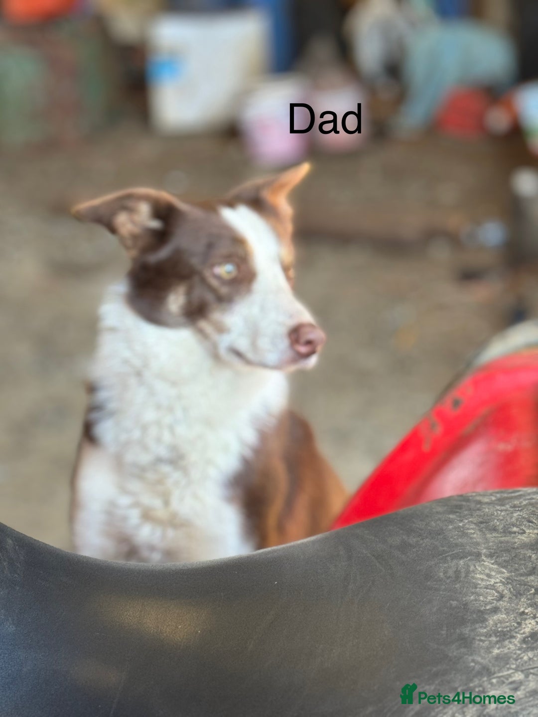 Border Collie dogs for sale: 5 border collie puppies from working parents - Advert 7