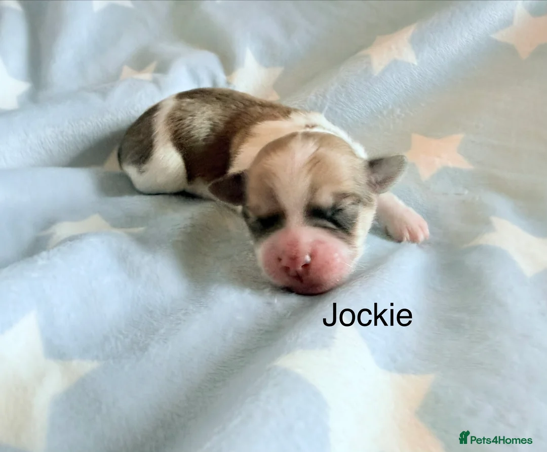 Coton De Tulear dogs for sale: KC reg Coton de Tulear parents DNA health tested  - Advert 16