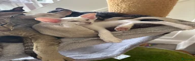 Siamese 3
