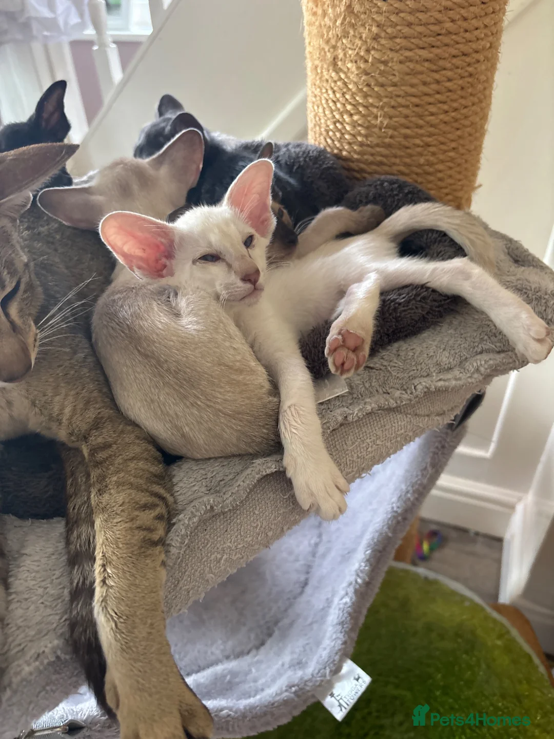 Siamese cats for sale: Siamese and oriental - Advert 2