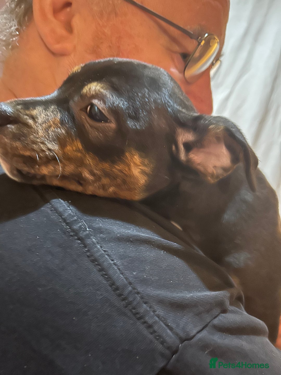 Mixed Breed dogs for sale: Last two beautiful Puppies for Rehoming  - Advert 4