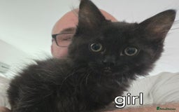 Ragcoon cats for sale: Ragcoon for Sale - Image 8