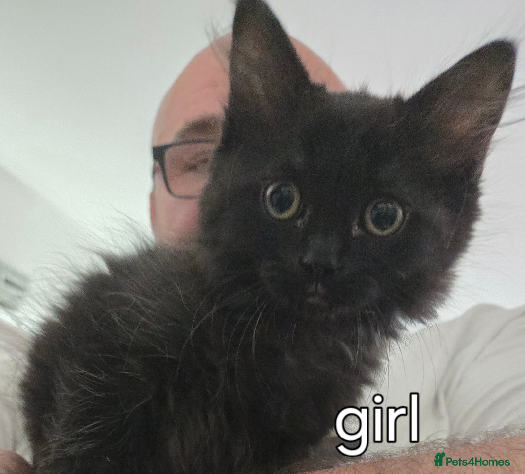 Ragcoon cats for sale: Ragcoon for Sale - Image 8