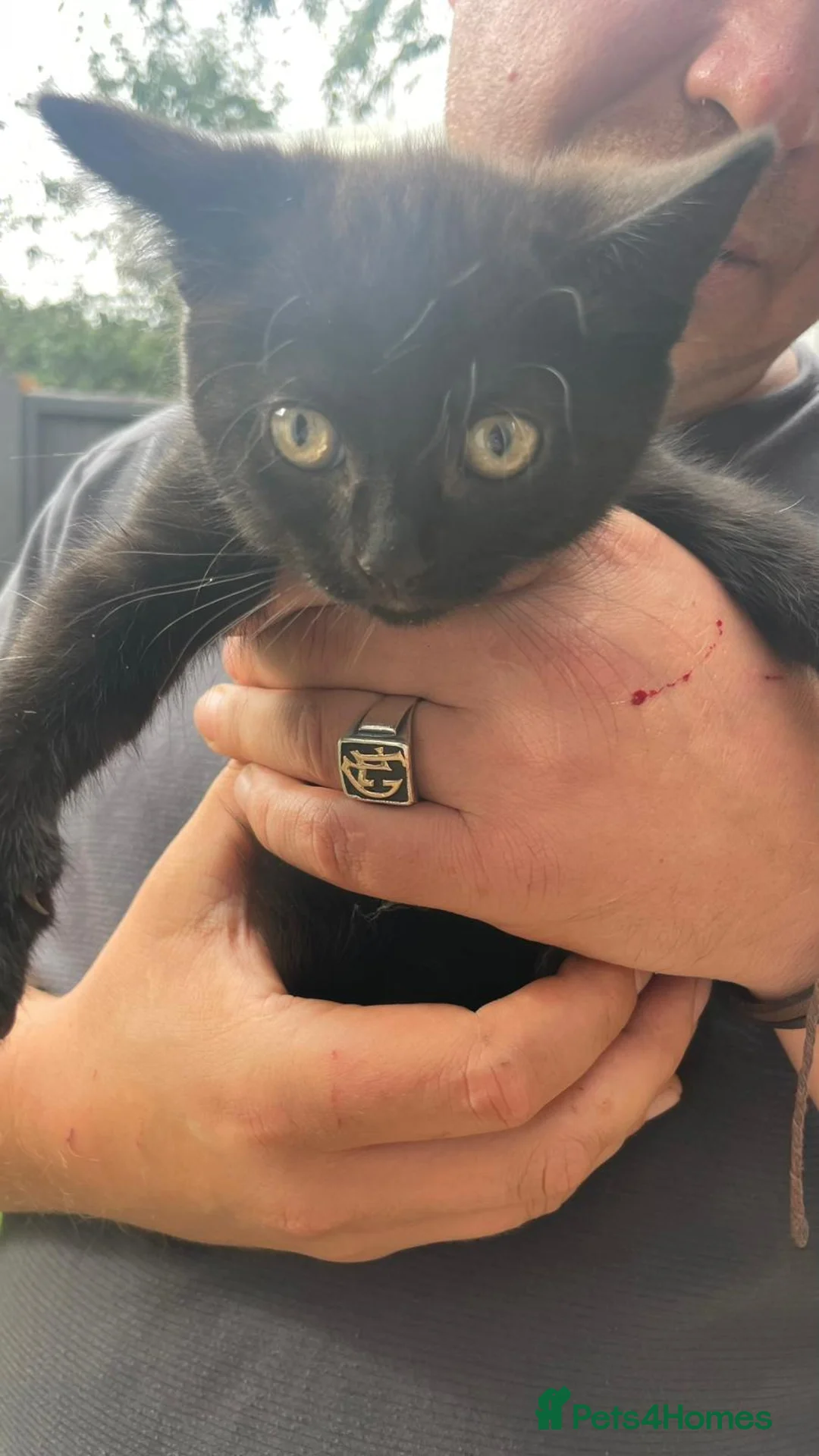 Mixed Breed cats for sale: Lovely kittens for sale  in Spalding - Advert 10