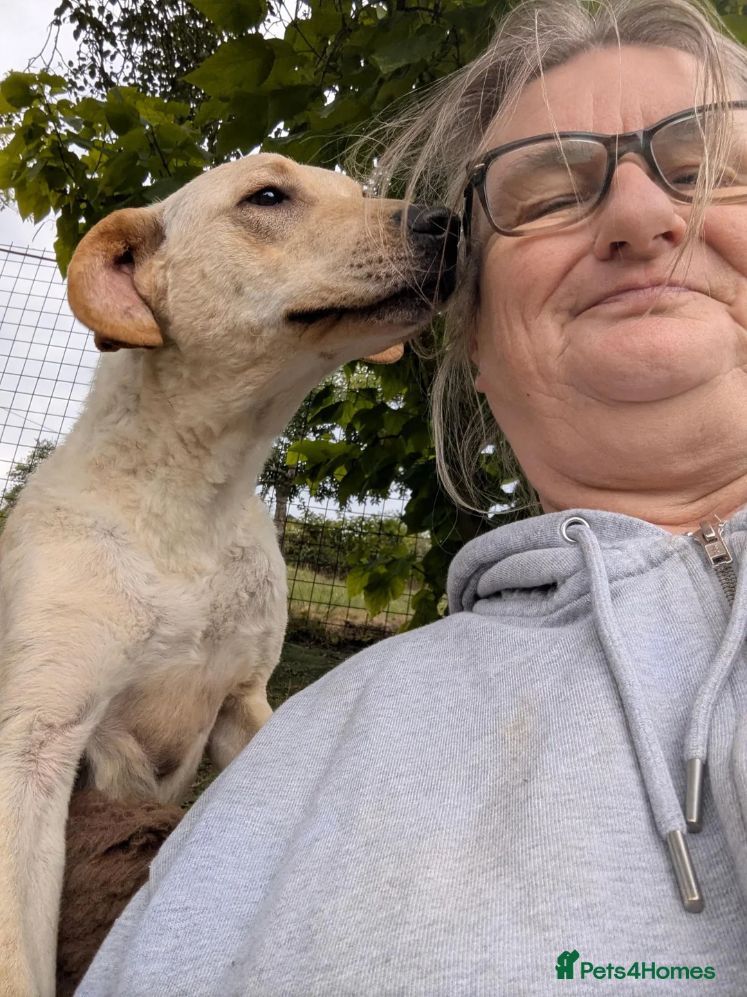 Mixed Breed dogs for adoption: Otis  - Advert 2