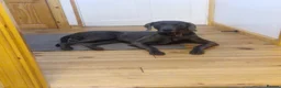 Weimaraner dogs for sale: Kc blue weimaraner puppies  - Advert 12