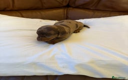 Dachshund dogs for sale: Miniature dachshund puppies  - Image 2