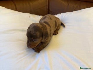 Dachshund dogs Miniature dachshund puppies READY Now xx - Advert 22
