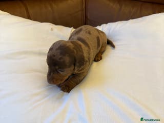 Dachshund dogs Miniature dachshund puppies 1 girl left - Advert 17