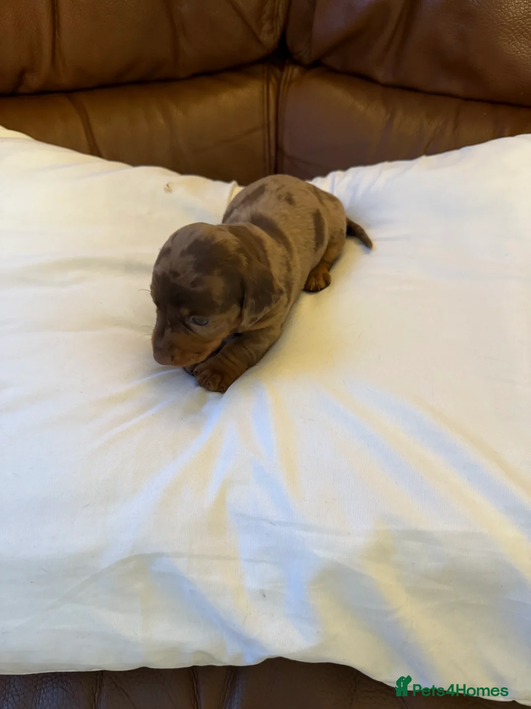 Dachshund dogs for sale: Miniature dachshund puppies 1 girl left - Advert 1