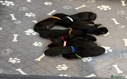 Labrador Retriever dogs for sale: Black Labrador retriever puppies KC registered - Image 12