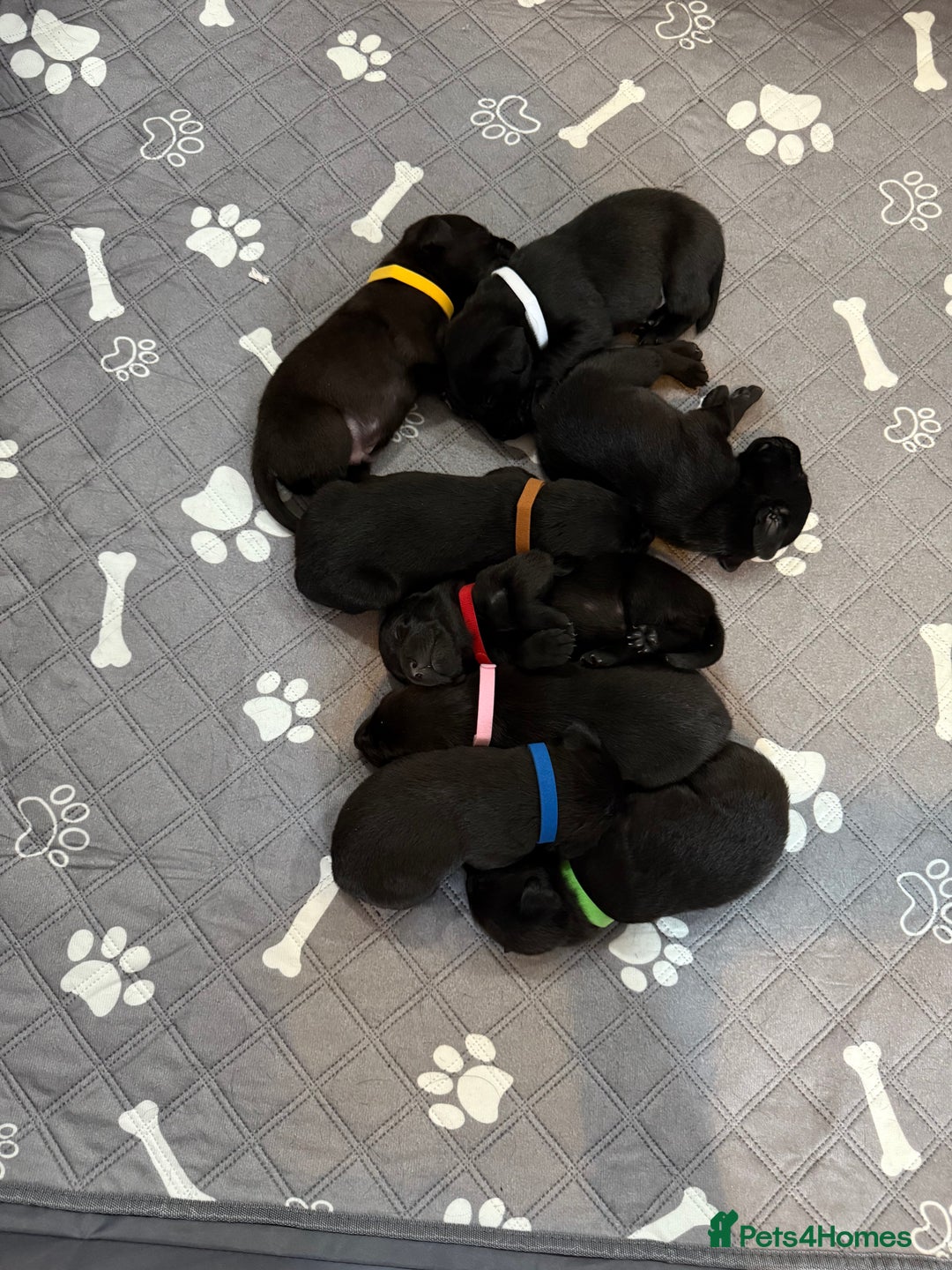 Labrador Retriever dogs for sale: Black Labrador retriever puppies KC registered - Image 12