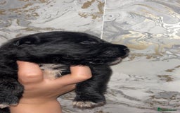 Mixed Breed dogs for sale: Shar-pei puppies  - Image 21