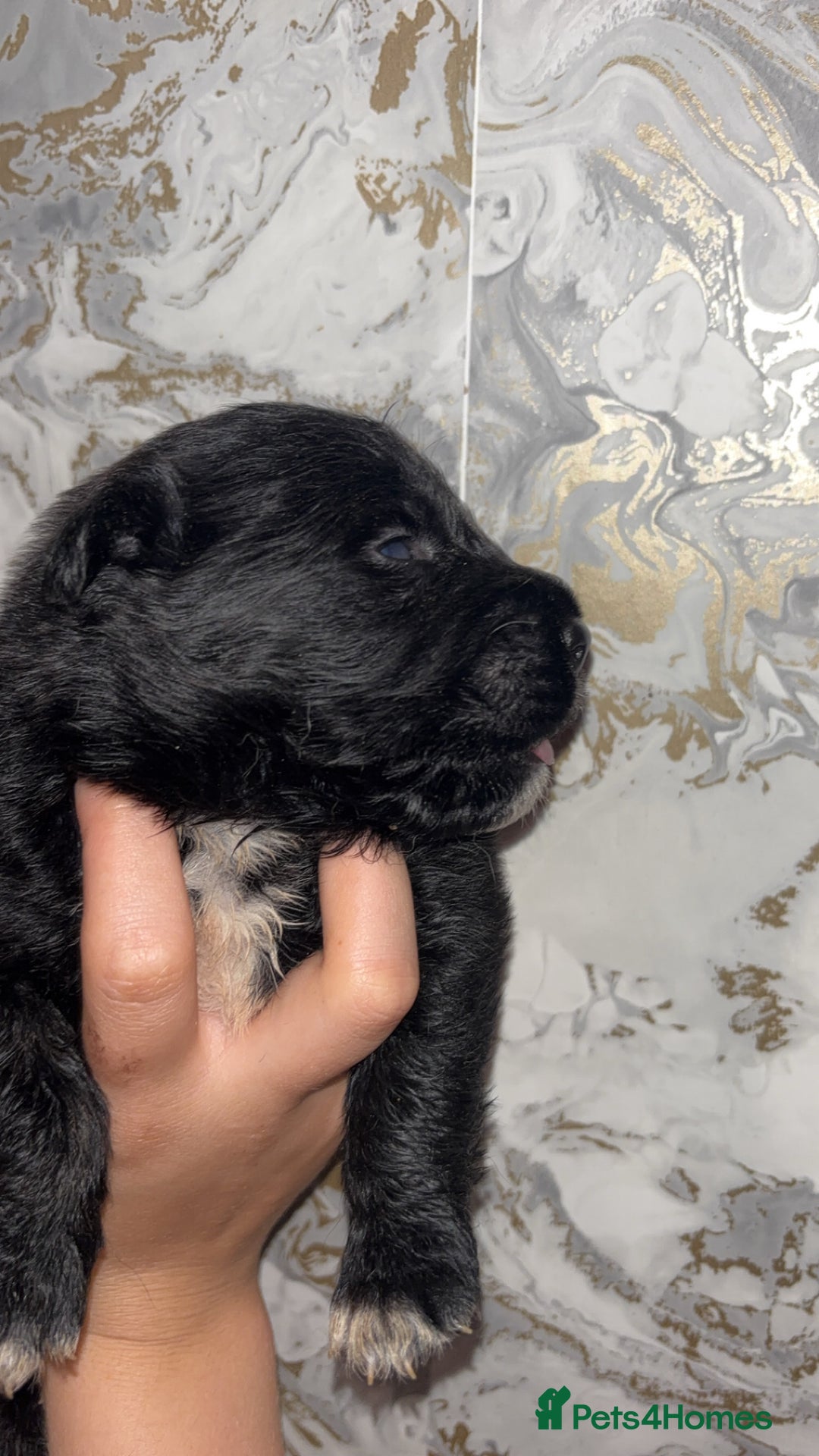 Mixed Breed dogs for sale: Shar-pei puppies  - Image 21