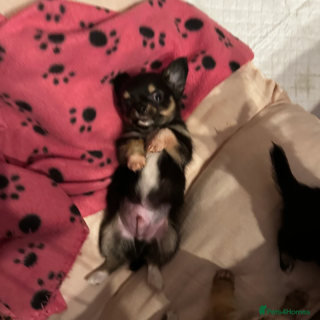 Chihuahua dogs for sale: KC reg Long hair tiny chihuahua for sale  - Advert 11