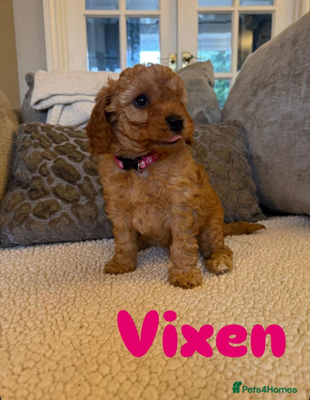 Cavapoo dogs for sale: Beautiful F1B cavapoo “teddy bear” puppies  - Advert 10