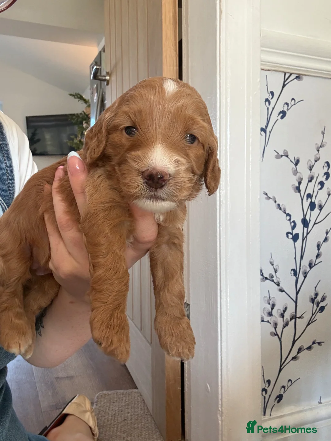 Cockapoo dogs for sale: Merle cockapoos - Advert 5