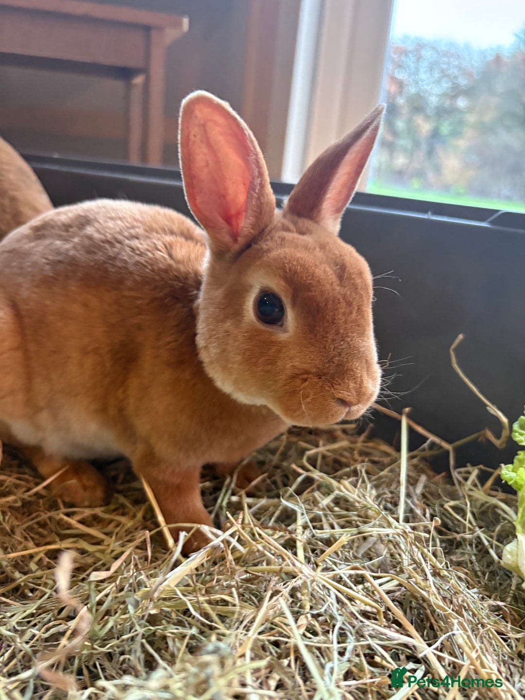 Rex rabbits for sale: Mini Rex Bunnies  - Advert 11