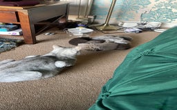 British Shorthair cats for sale: British shorthair chocolate brown mocha kitten - Advert 6