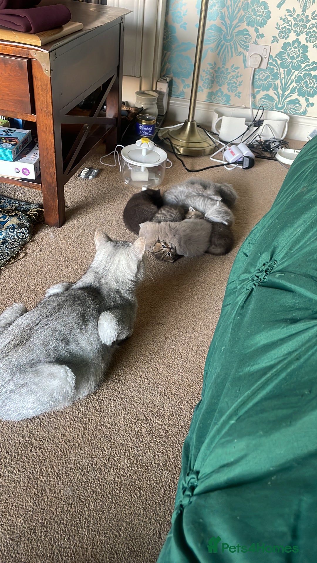 British Shorthair cats for sale: British shorthair chocolate brown mocha kitten - Advert 6