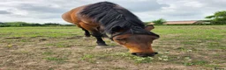 Welsh Section D horses for sale: Bartonhouse charlotte  - Advert 2