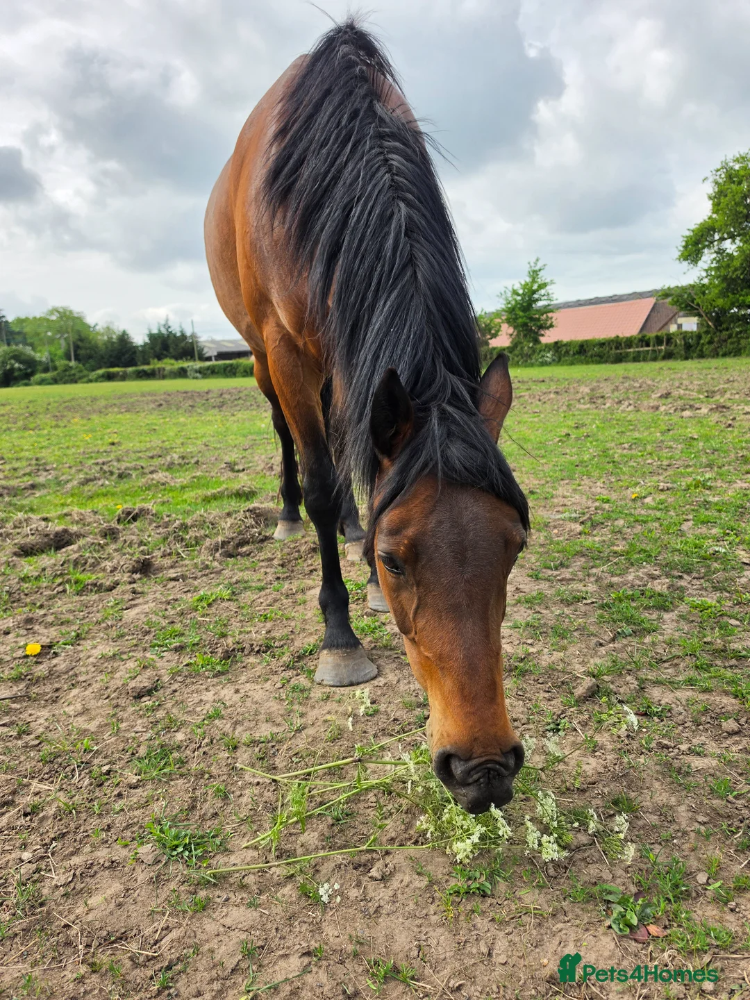 Welsh Section D horses for sale: Bartonhouse charlotte  - Advert 2