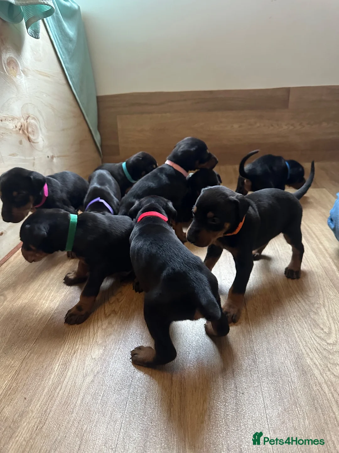 Dobermann dogs for sale: KC registered Doberman puppies  in Doncaster - Advert 11