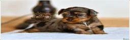 Yorkshire Terrier dogs for sale: BLUEBERRY MERLE AND BLACK & TAN BOYS DNA TESTED - Advert 12