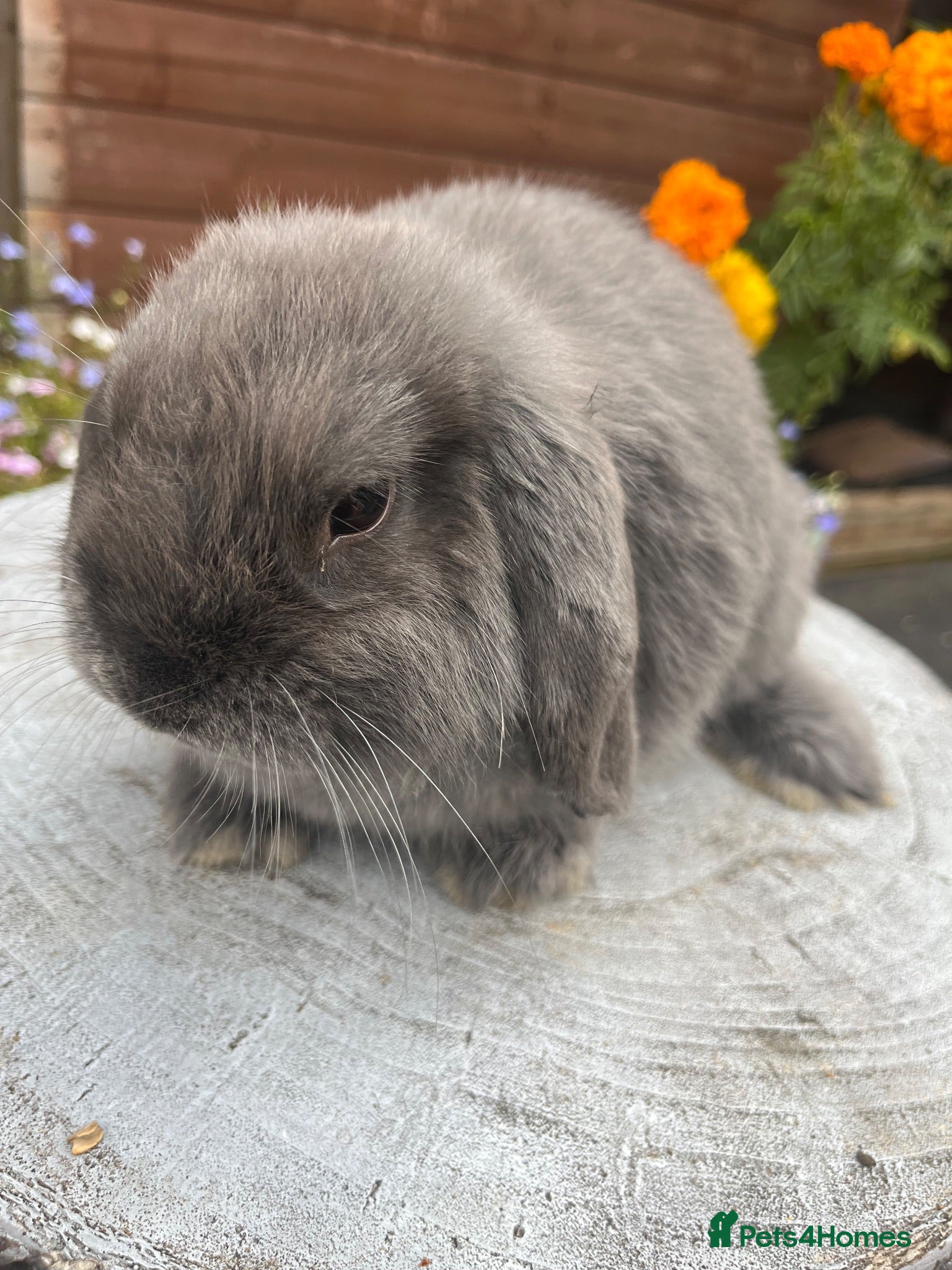 Mini Lop rabbits Stunning Mini lops ready to go now  - Advert 2