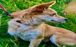 Miniature Pinscher dogs for adoption: Lisa’s Story: Saved Minutes Before Death - Image 10