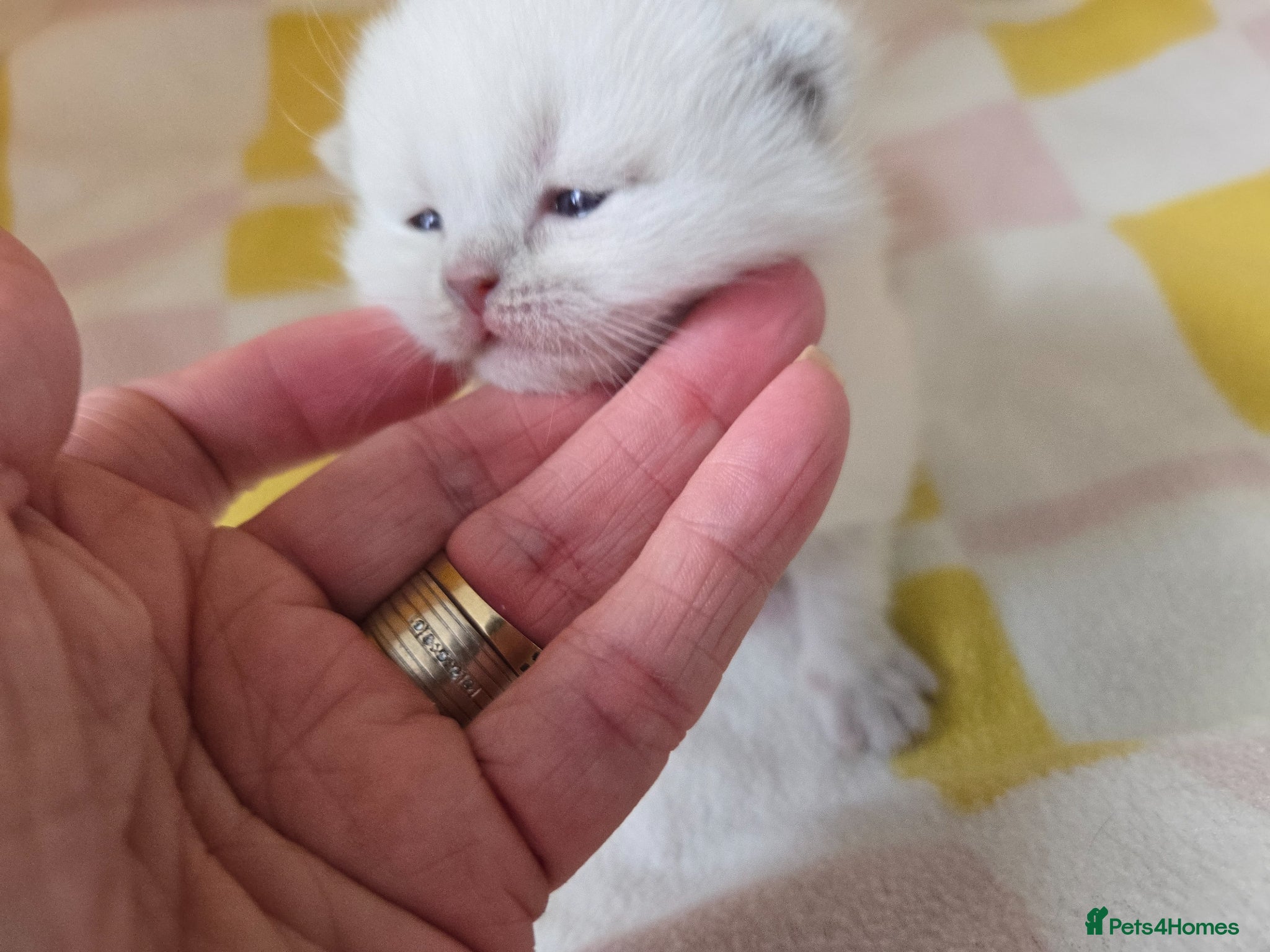 British Shorthair cats  British shorthair kittens. - Advert 1