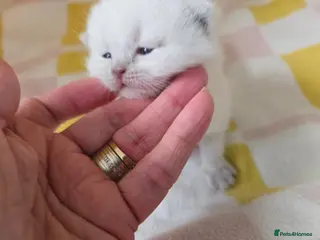 British Shorthair cats British shorthair kittens. - Advert 15