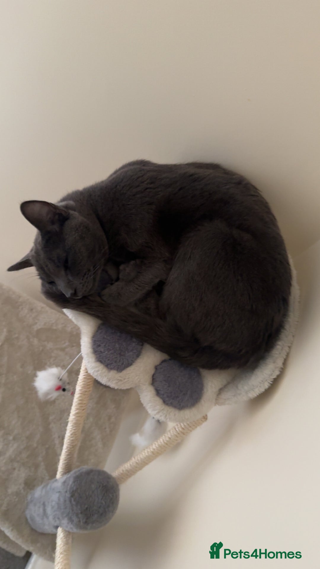 British Shorthair cats for sale: Cat for sale - Advert 4