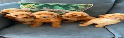 Cockapoo dogs for sale: Cockapoo Pups - Advert 3